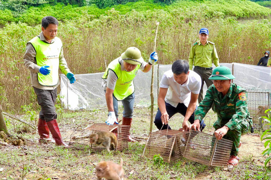 Vườn quốc gia Vũ Quang tái thả 36 cá thể động vật hoang dã về môi trường tự nhiên