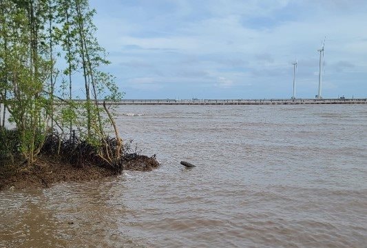 Bạc Liêu: Khẩn cấp chống sạt lở đê biển