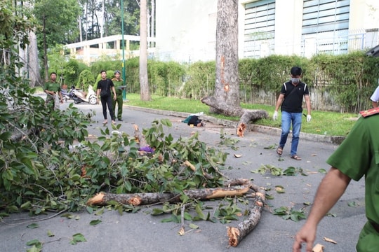 TP.HCM: Gãy nhánh cây ở Công viên Tao Đàn, 2 người chết, 3 người bị thương