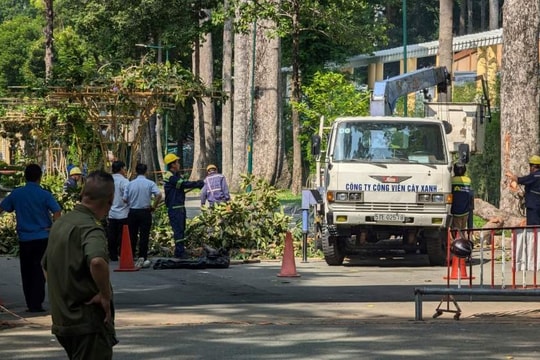 TP.HCM thực hiện các giải pháp đảm bảo an toàn đối với hệ thống cây xanh