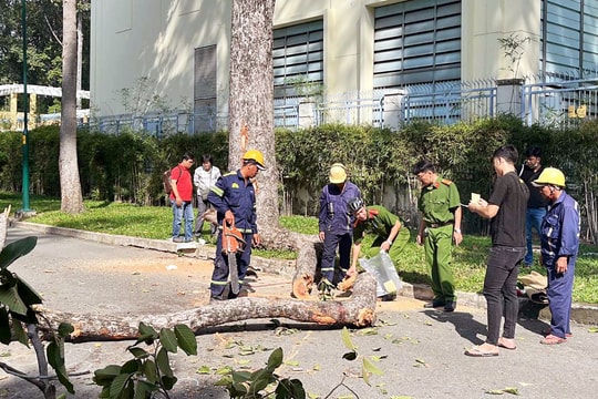 TP.HCM tiếp tục dùng nhiều phương pháp rà soát hiện trạng cây xanh