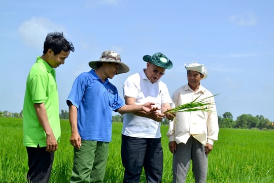 Những đóng góp lớn lao của GS-TS Võ Tòng Xuân cho nông nghiệp Việt Nam