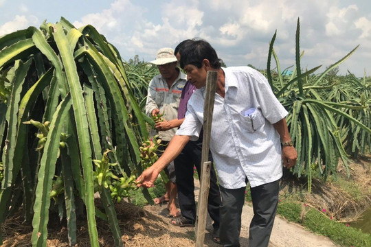 Hướng đi nào cho người trồng thanh long?