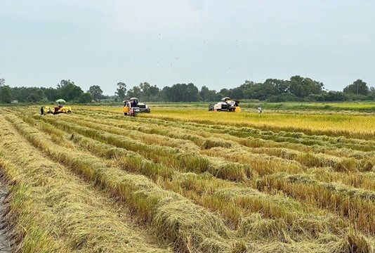 Nông dân Bạc Liêu trúng mùa vụ lúa hè thu