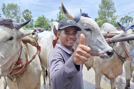 An Giang: Người dân và du khách náo nức xem Hội đua bò chùa Rô