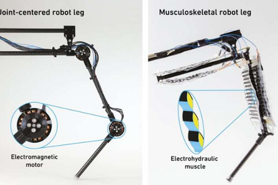 Chân robot bằng cơ nhân tạo vượt trội hơn thiết kế truyền thống