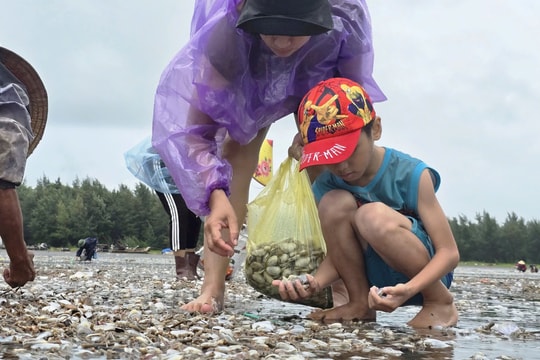 Hàng nghìn người đổ xô đi nhặt ‘lộc biển’ sau bão