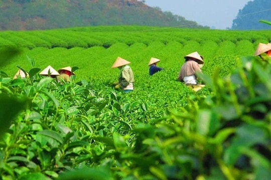 Chè Việt - Di sản và tương lai: Vinh danh và khát vọng