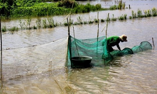 Nông dân An Giang mưu sinh theo con nước tràn đồng