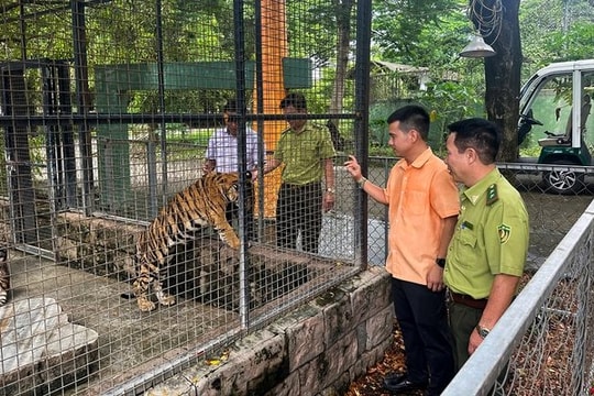 Hổ chết nghi do nhiễm cúm A/H5N1, bảo vệ nghiêm ngặt những con hổ Bengal còn sống