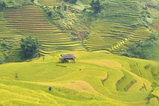 Sắc vàng rực rỡ trên ruộng bậc thang Mù Cang Chải