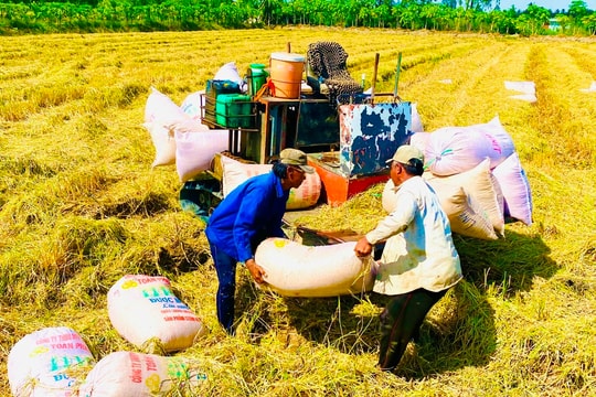 Tìm giải pháp thúc đẩy liên kết chuỗi giá trị lúa gạo