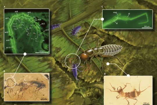 Loài côn trùng sống sót sau sự kiện khiến khủng long tuyệt chủng gây tranh luận về học thuyết tiến hóa của Darwin