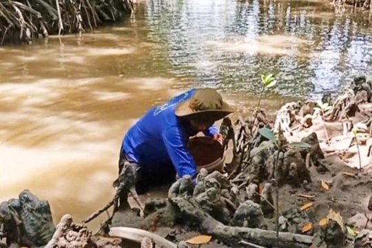 Đục hàu - nghề mưu sinh ở Cà Mau