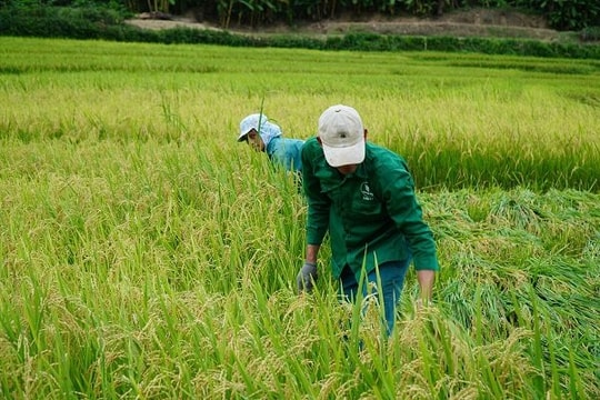 Thực thi đề án 1 triệu hecta lúa chất lượng cao: Các bên cùng có lợi