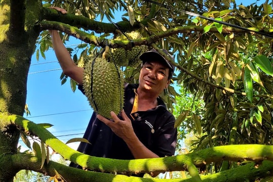 Tiền Giang: Nông dân trồng sầu riêng hữu cơ trúng mùa, trúng giá