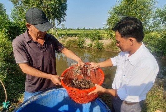 Bạc Liêu: Mô hình xen canh lúa - tôm càng xanh hiệu quả nhưng khó tìm đầu ra