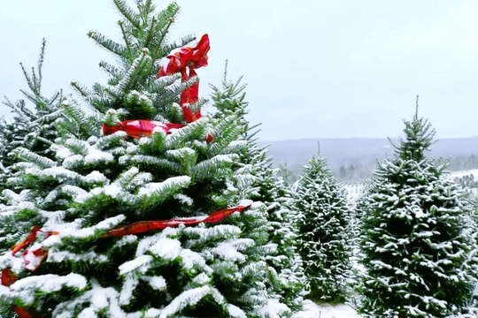 Tình trạng người Mỹ vào rừng chặt thông trước Noel: Được kiểm lâm vẽ đường