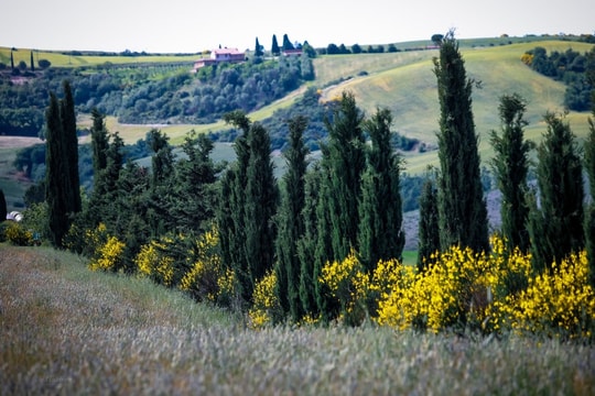 Đi và vẽ ở Ý (Phần cuối): Toscana - làm cây bách đứng giữa trời mà reo