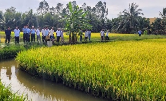 Trúng mùa lúa, nông dân miền Tây rủng rỉnh sắm tết