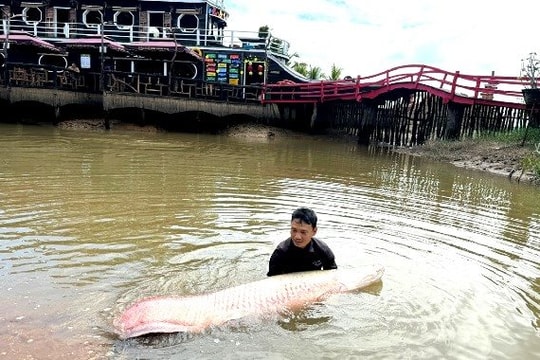 Ngắm đàn cá hải tượng ‘khủng’ tại khu du lịch Cồn Én