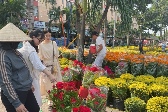 TP.HCM: Càng cận Tết, giá hoa đào tăng mạnh, hoa mai bình ổn