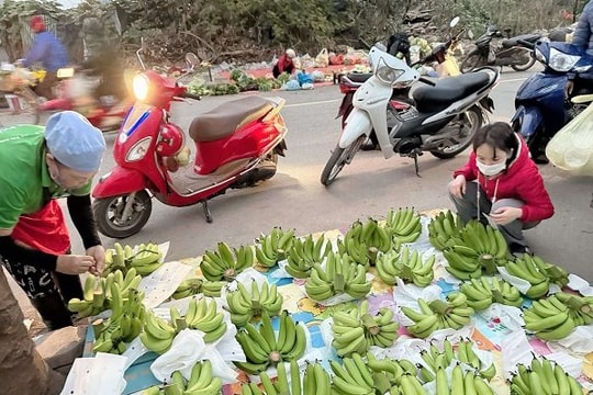 Giá chuối xanh ngày tết tăng cao ngất ngưởng