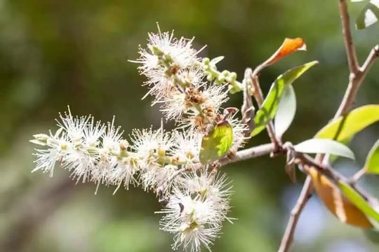 Hoa tràm trắng rụng đầy trong ánh trăng tháng chạp