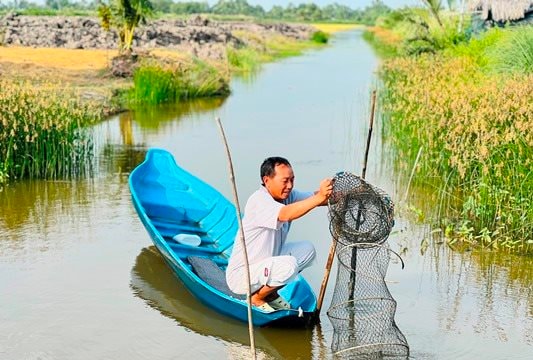 Nông dân Cà Mau thắng lớn vụ lúa - tôm đầu xuân Ất Tỵ