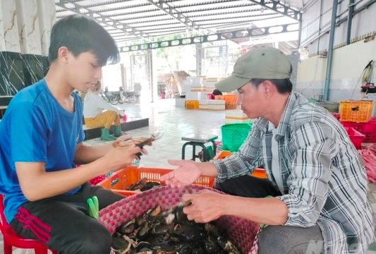 Cà Mau: Nông dân phấn khởi vì giá cua tăng
