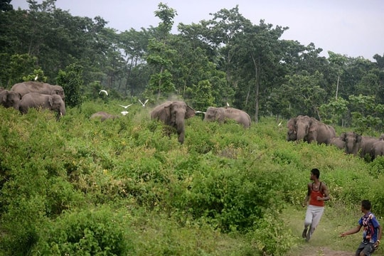 Sống chung với voi ở Nepal (2): Bỏ lúa, trồng trà, nuôi ong để đuổi voi