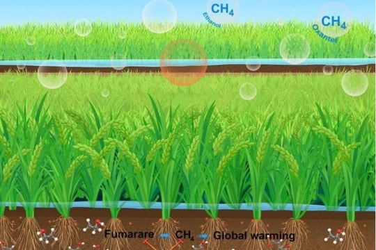 Cuộc cách mạng lúa gạo: Giảm 70% lượng mê-tan trong khi tăng năng suất