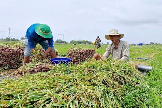 Người trồng hành tím ở Vĩnh Châu bị lỗ nặng