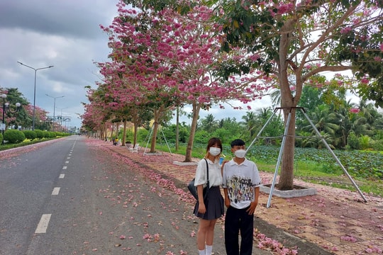 Sóc Trăng: Lễ hội hoa kèn hồng lần thứ nhất