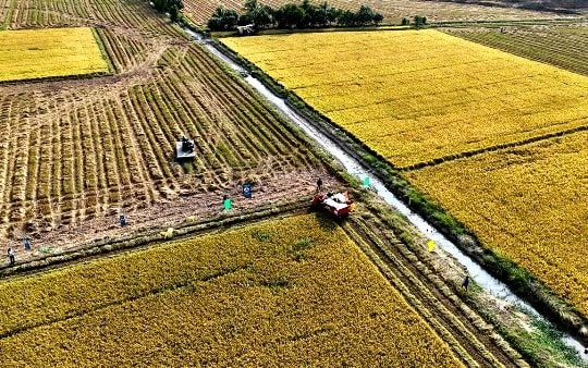 An Giang: Hàng trăm nông dân hào hứng tham gia ngày hội thu hoạch lúa