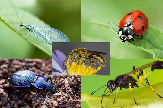 Một nghiên cứu mang tính thông tin học giúp bảo vệ hiệu quả côn trùng