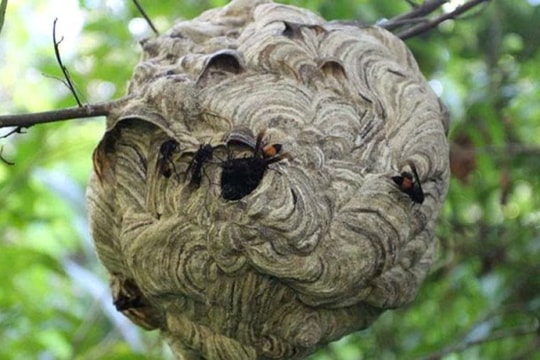 Một lần ăn cháo ong nhớ đời