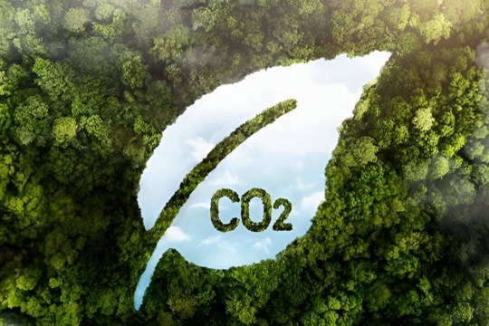 Tín chỉ carbon: Tài sản bảo đảm khoản vay tiềm năng