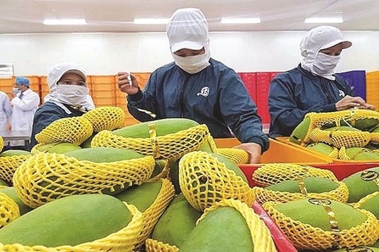 Châu Âu nới lỏng quy định xanh, doanh nghiệp Việt cũng 'dễ thở'