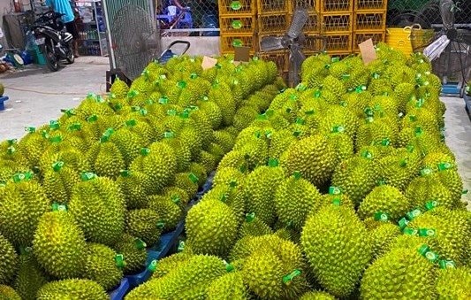 Cần làm gì để giải quyết đầu ra cho trái sầu riêng?