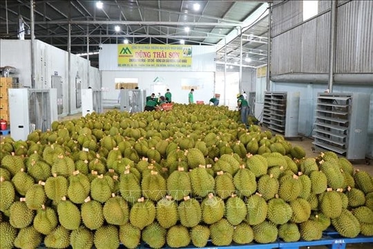Thực hiện đồng bộ các nhiệm vụ thúc đẩy sản xuất và xuất khẩu sầu riêng bền vững