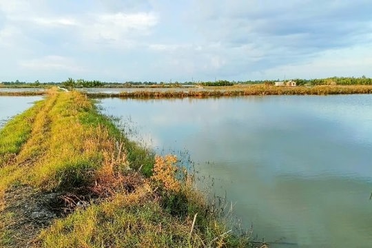 Nuôi tôm nước tĩnh mang lại hiệu quả cao ở Cà Mau
