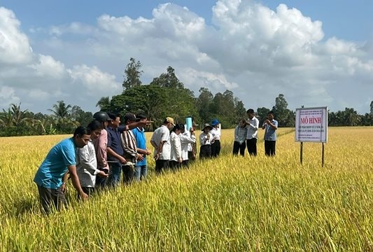 Bạc Liêu: Sản xuất lúa 'không khói' giúp bảo vệ môi trường