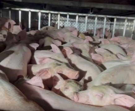 Bạc Liêu: Phát hiện xe chở đi tiêu thụ 120 con heo không có giấy kiểm dịch