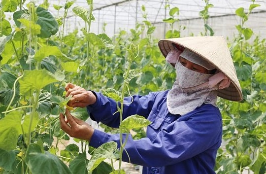 Kiến tạo nền nông nghiệp hiện đại dựa trên khoa học công nghệ tiên tiến
