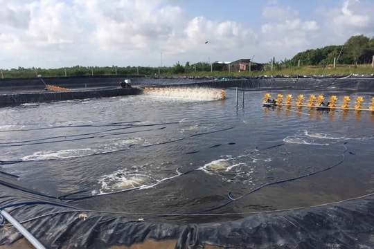 Xử lý nước thải tại các công ty chế biến thủy sản ở Sóc Trăng