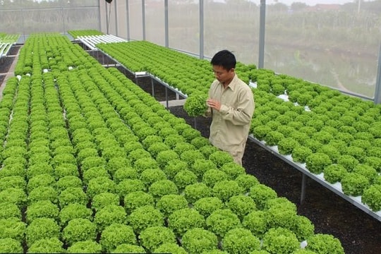 Hà Nội: Người dân tăng thu nhập nhờ ứng dụng nông nghiệp công nghệ cao