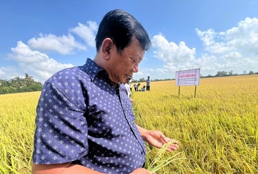 Tăng năng suất từ việc sử dụng chế phẩm Emuniv trong sản xuất lúa
