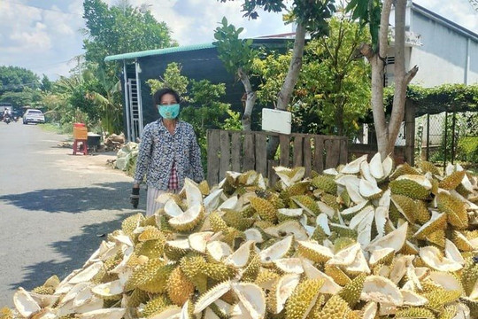 Vỏ sầu riêng - 'mỏ vàng' chưa được quan tâm đúng mức