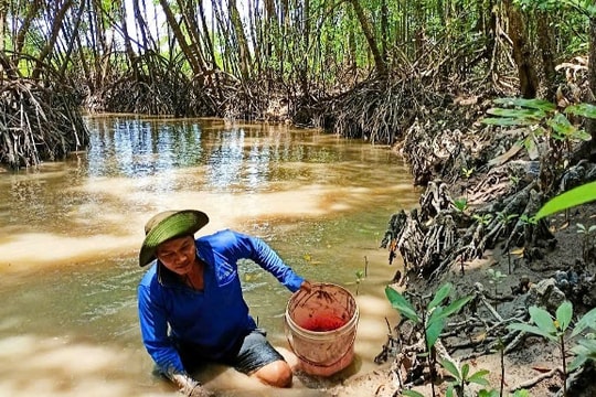 Viễn thám, camera giám sát bảo vệ chim nước và sinh vật rừng Cà Mau